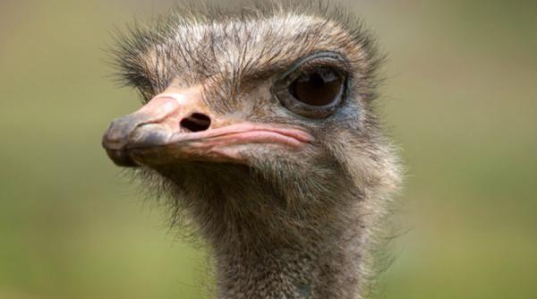 peta ataca din interior devenind actionar al casei de moda prada