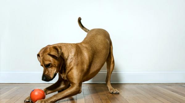 mingea smart pentru catelul tau