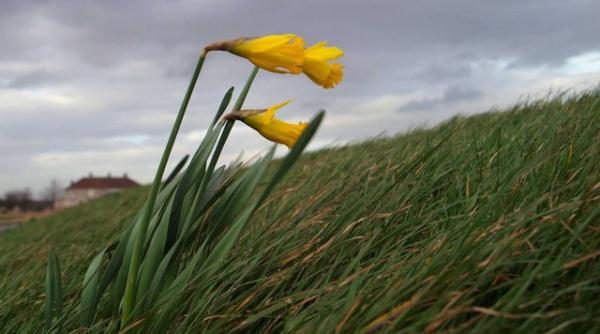 cod galben de vant in judetul sibiu