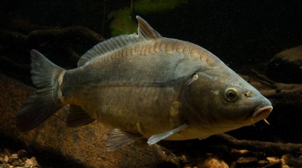 cum vor australienii vor sa extermine toti crapii din apele continentului