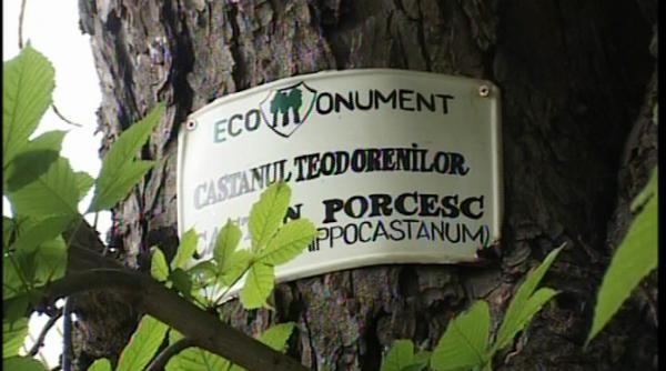 la iasi nici copacii simbol nu au pretuire castanul fratilor teodoreanu scriitori la un pas de disparitie iar un salcam centenar a fost taiat la ordinul viceprimarului