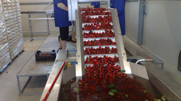 vremea nebuna ne lasa fara cirese romanesti