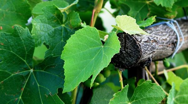 ce trateaza vita de vie cum scapi de anumite afectiuni cu acest vechi leac