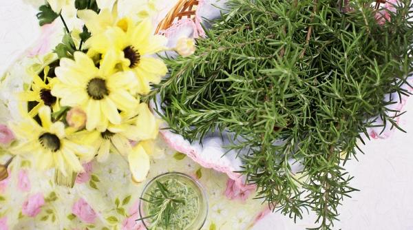 cum poti folosi rozmarinul in scopuri terapeutice