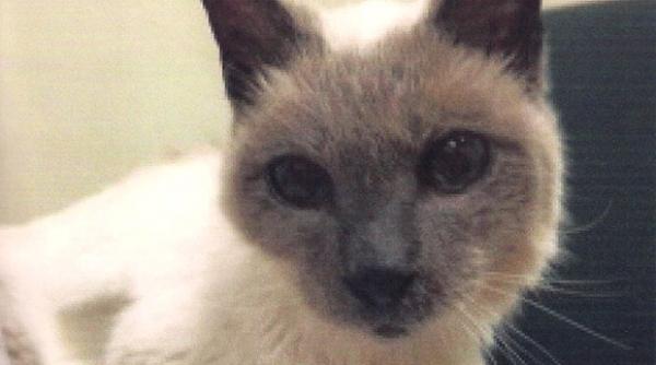 guinness book cati ani are cel mai batran motan din lume