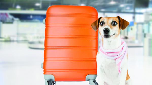 ponturi sfaturi vacanta cu animalul de companie