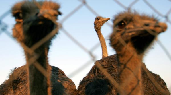 strutii lui grebla erau electrici