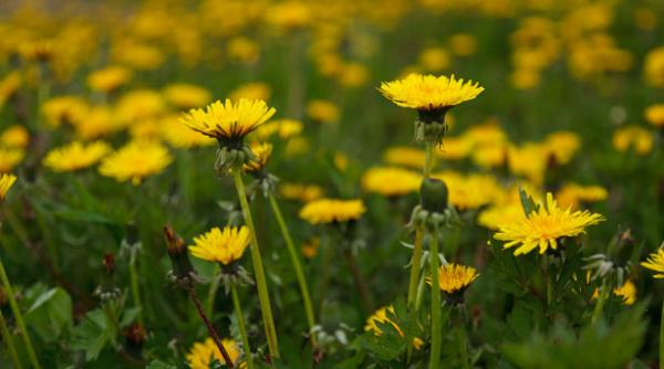 papadia planta care combate virozele tratateaza bolile hepatice si previne cancerul