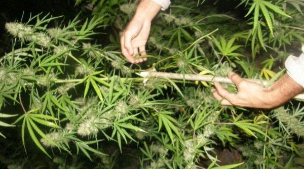 sot si sotie din iasi retinuti sub acuzatia ca aduceau droguri din spania