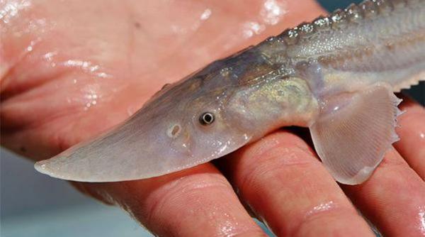 sturionii din dunare ar putea reveni la calea de migratie de peste 800 kilometri