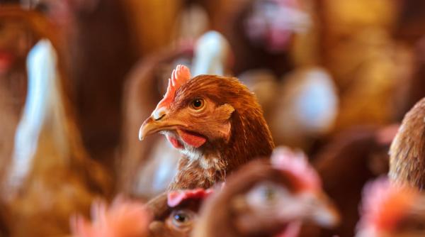 ansvsa vrea sa ne scape de friptura cu antibiotice