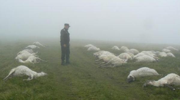 oi drogate intr un sat din tara galilor au mancat canabis cazut dintr un camion