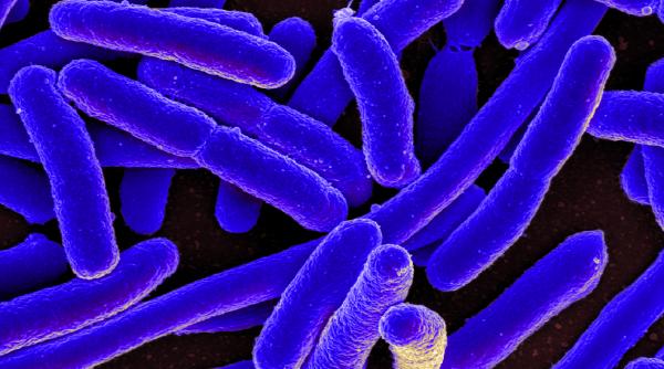 super virusurile de neoprit care ar putea ucide milioane de oameni