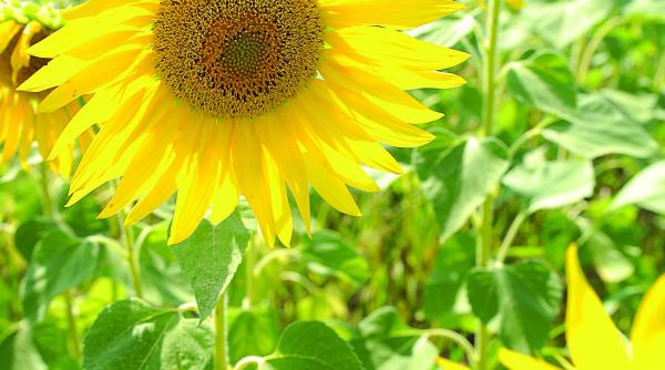 campioni in ue la recolta de floarea soarelui