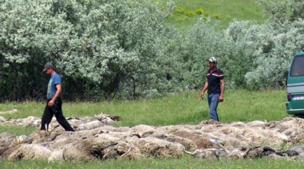 vaslui 2 500 de oi s a aruncat disperate intr o rapa