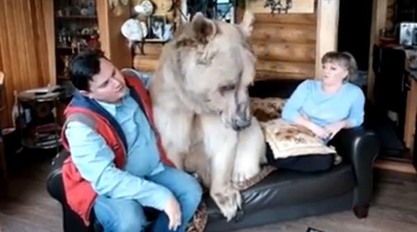 video doi rusi au ca animal de casa un urs de 136 de kilograme