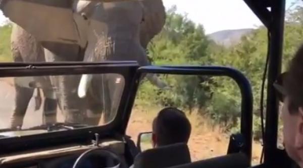 video emotii pentru arnold schwarzenegger in timpul unui safari