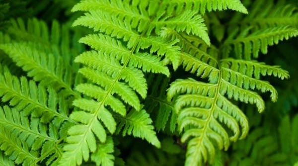 o feriga banateana de interes pentru industria farmaceutica din coreea de nord