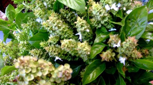 beneficiile busuiocului pentru organism