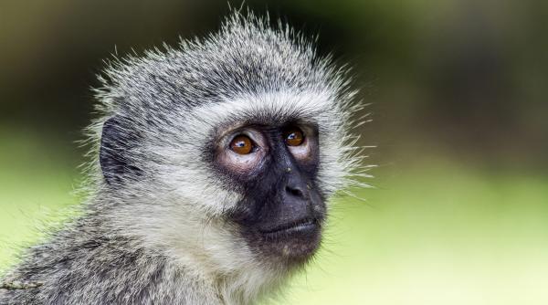 maimuta stinge lumina in kenya