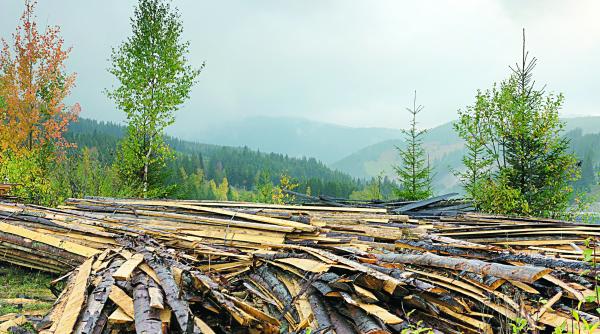peste 360 000 ha de padure distruse de defrisari