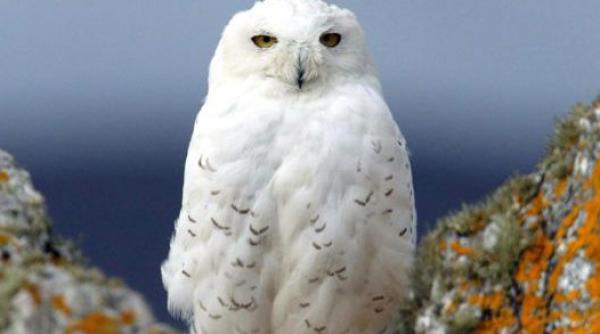 piesa harry potter nu va mai folosi bufnite pe scena dupa ce una a inceput sa zboare prin sala