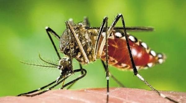 virusul zika statul florida poarta de intrare in sua intensifica lupta impotriva tantarului vector al bolii