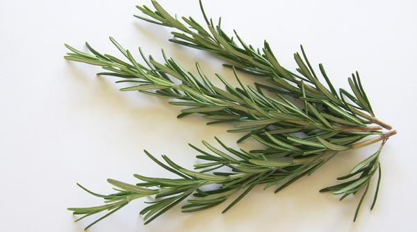 proprietatile miraculoase ale rozmarinului ce vindeca