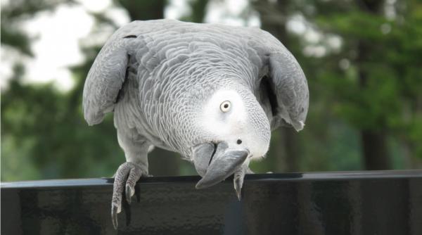 un papagal martor intr o ancheta de crima