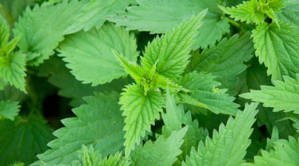 urzica planta care te fereste de boli