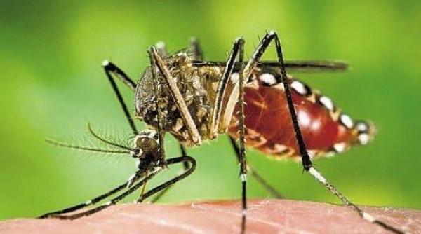peste 300 de femei insarcinate infectate cu virusul zika in honduras