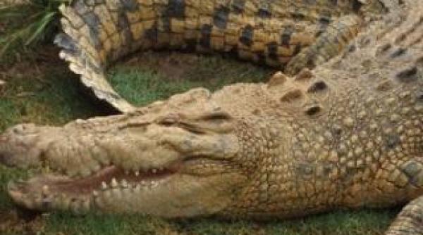 o noua tragedie in orlando un baietel de 2 ani a murit dupa ce a fost tras in apa de un aligator