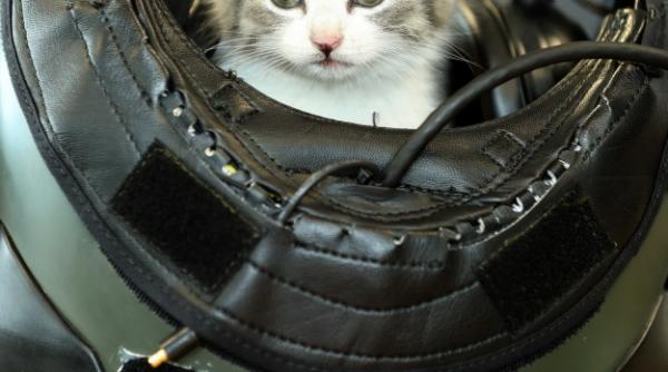 galerie foto un pisoi a parcurs 500 de kilometri in spatele barei de protectie a unei masini