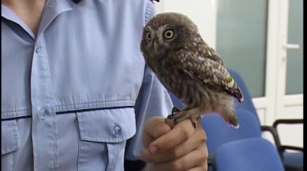 polirom bufnita care alearga dupa infractori