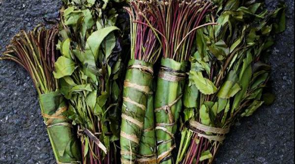 diicot captura de 351 kg frunze de khat droguri aduse din africa