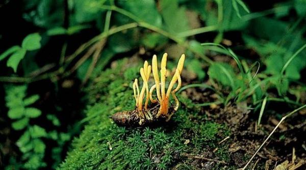 nepal un barbat a murit intr un conflict pentru o ciuperca cunoscuta ca viagra de himalaya