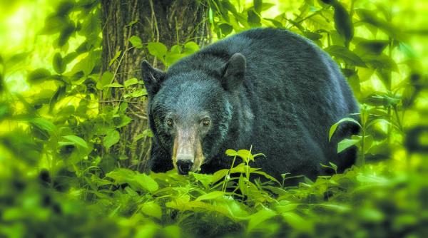 urs recidivist condamnat in prima instanta