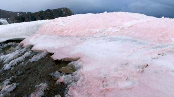 algele de zapada cu pigment rosu accelereaza dezghetul in zona arctica studiu