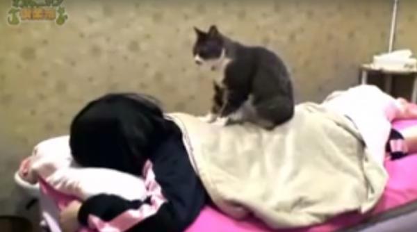 video intr un spa din japonia clientii pot fi masati de pisici