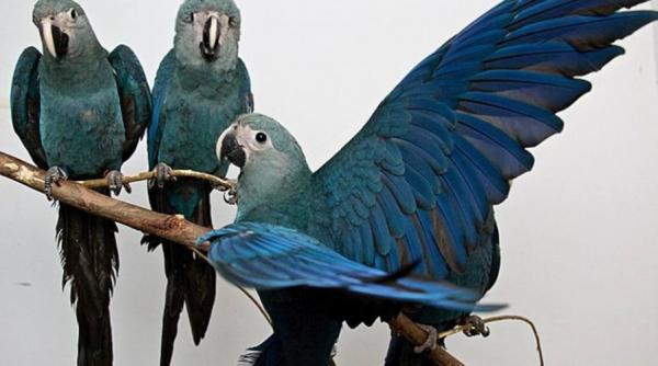 video un papagal dintr o specie disparuta a fost zarit in brazilia