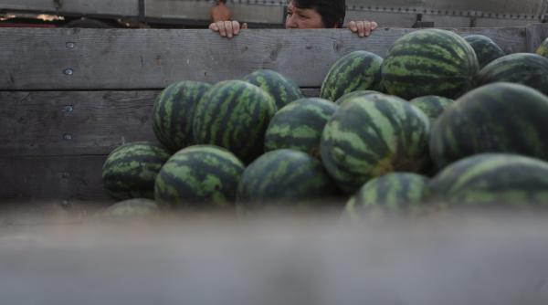 start pentru pepeniada romaneasca de dabuleni