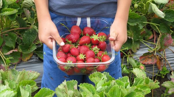 olt 800 de locuri de munca disponibile in spania la recoltarea capsunilor