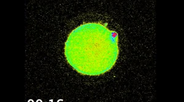 biologii au facut o descoperite care le a taiat rasuflarea fenomenul care are loc in momentul fecundarii unui ovul