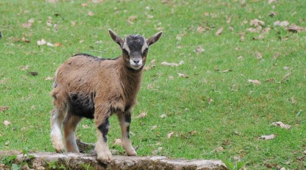 video caprele ca si cainii sau caii au capacitatea de a comunica cu fiinta umana studiu