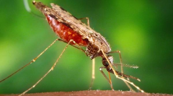 tratamentele de combatere a tantarilor aplicate in capitala de saptamana viitoare