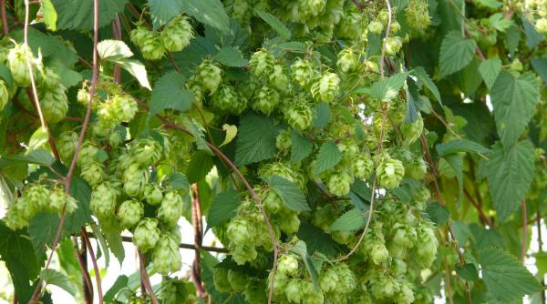 care sunt proprietatile terapeutice ale hameiului