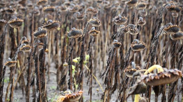inca o campanie agricola cu ochii spre cer invocand ploaia