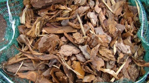 tratamente naturiste copacul nemuririi iti ofera leacul pentru 100 de boli afla cum se numeste si cateva retete folositoare