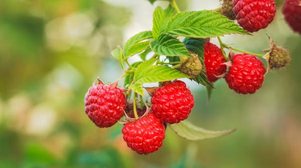 piata romaneasca este invadata de importurile de zmeura