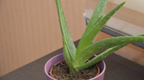 trebuie sa ai plantele astea in dormitor te ajuta sa ai un somn linistit si purifica aerul